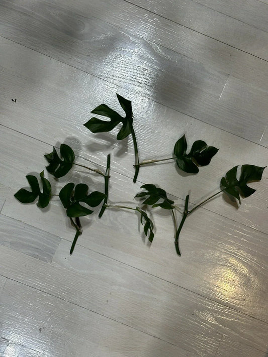 Mini Monstera Cuttings with 2 Leaves and 2 Nodes | Rhaphidophora Tetrasperma Indoor Plant Propagation