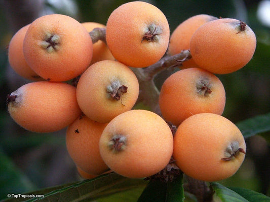 Large Early Red Loquat Tree 12" | Eriobotrya japonica | Rooted, Strong Stem, Fruit-Producing Garden Tree