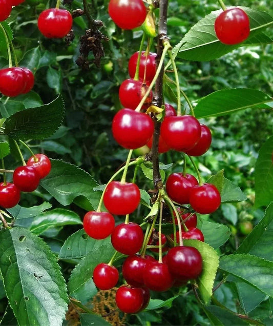 Montmorency Sour Cherry Tree Seeds - Non-GMO Prunus cerasus 'Montmorency' Tart Fruit Seeds for Home Garden and Orchard