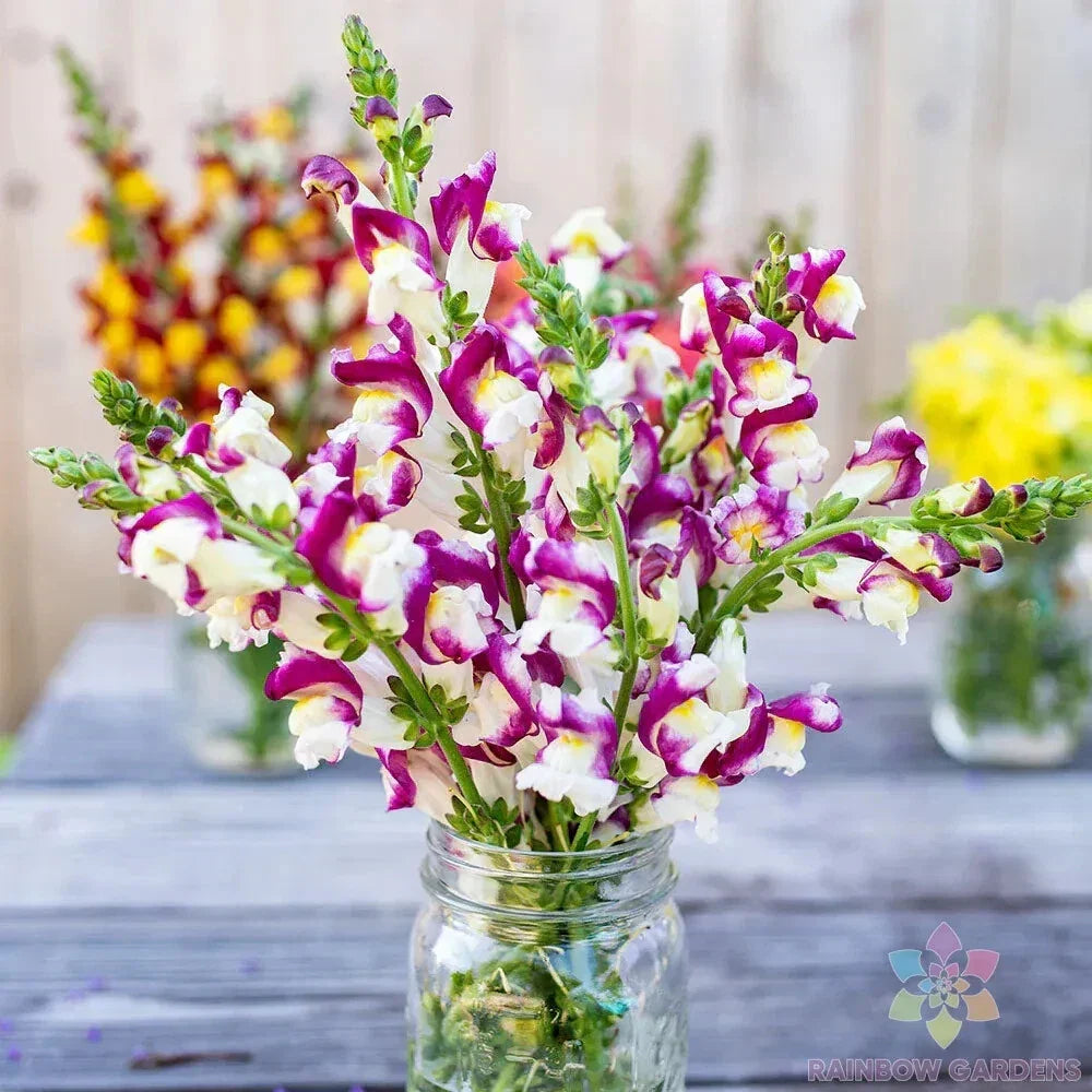 Cherry Twist Snapdragon Seeds - 1000+ Non-GMO Antirrhinum majus Garden Flower Seeds for Borders & Containers