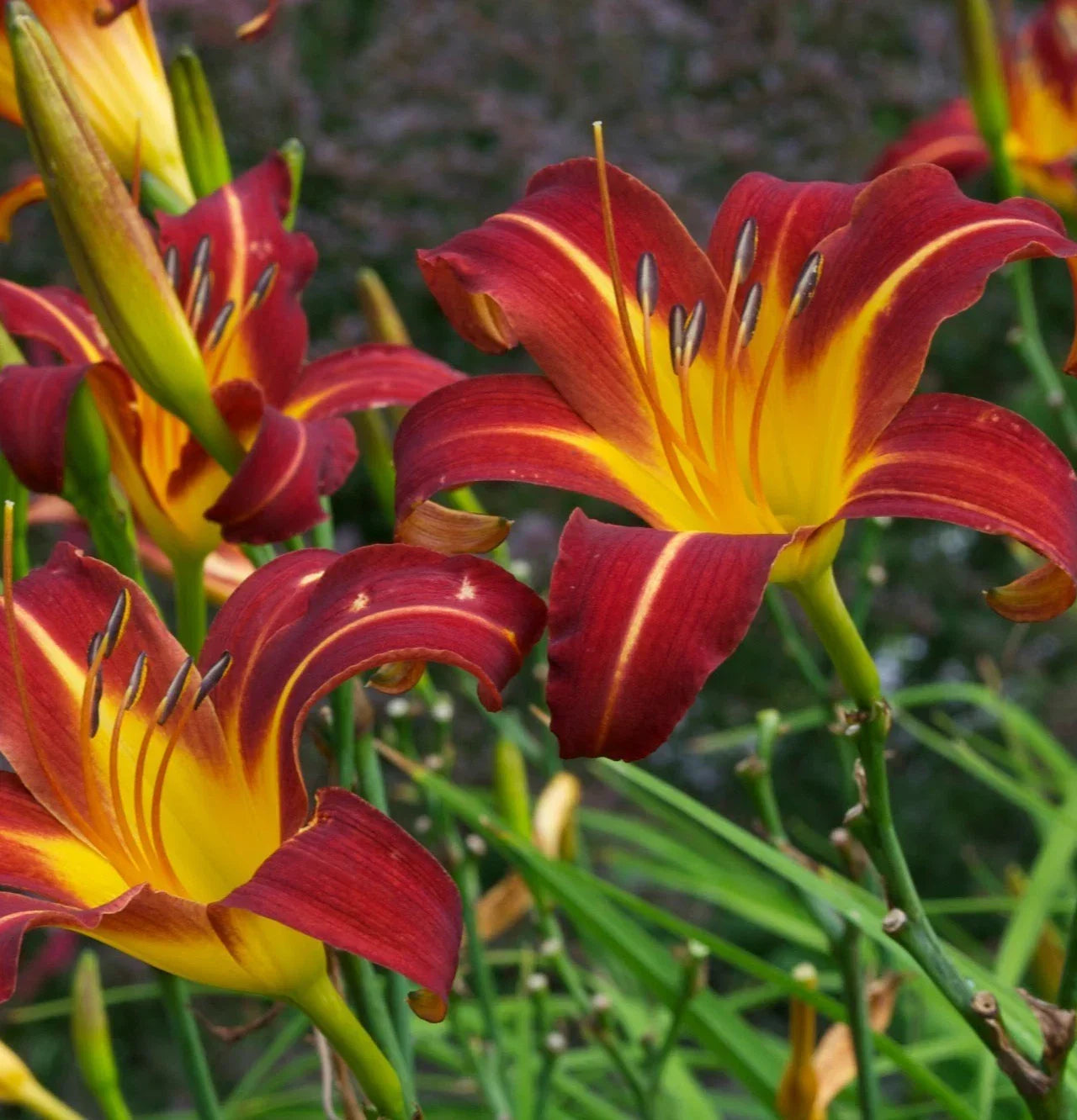 Daylily Plant Bareroot 1 Mature Fan Autumn Red Hemerocallis 'Autumn Red' Perennial