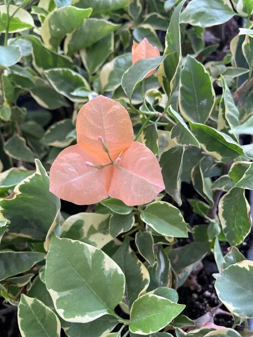 Small Well-Rooted Bougainvillea Plant Bambino Orange/Peach Tropical Flowering Plant Bougainvillea spp.