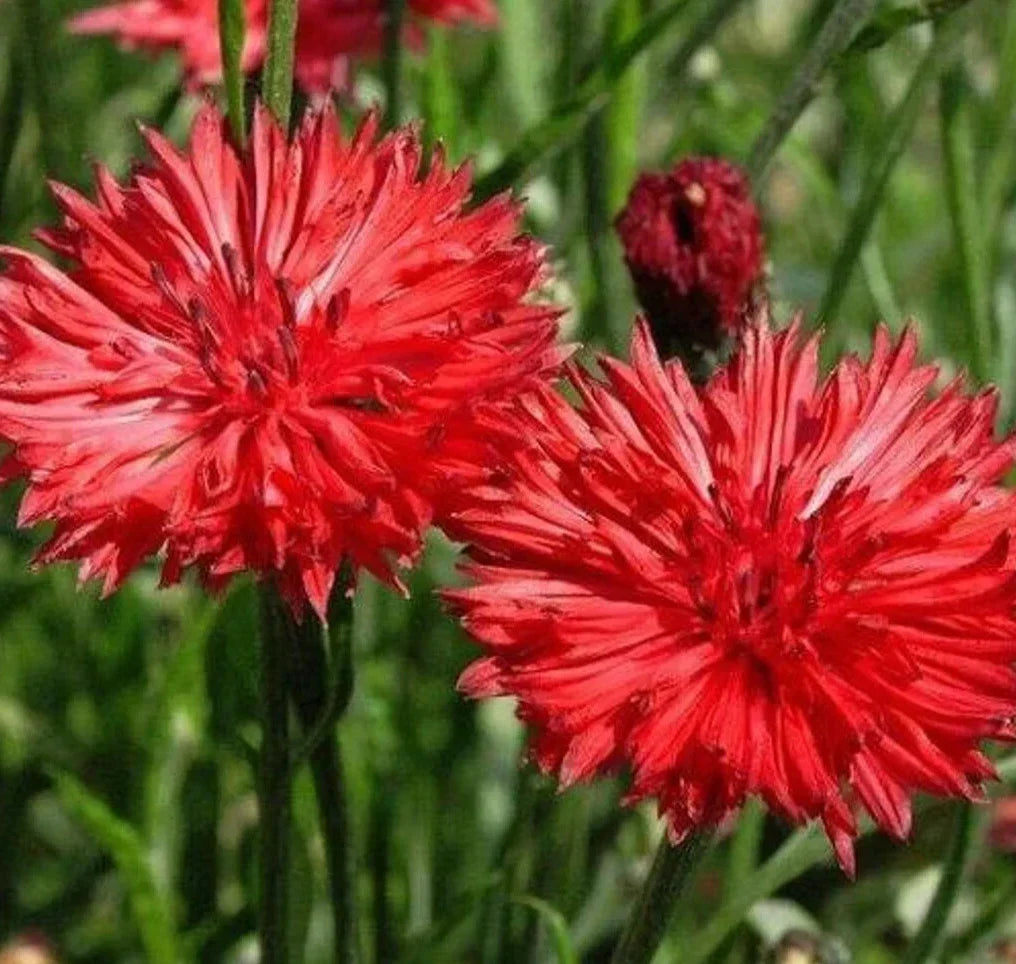 Red Bachelor Button Seeds – 400+ Centaurea Cyanus Annual Flower Seeds for Garden, Bright Red Blooms, Attracts Pollinators