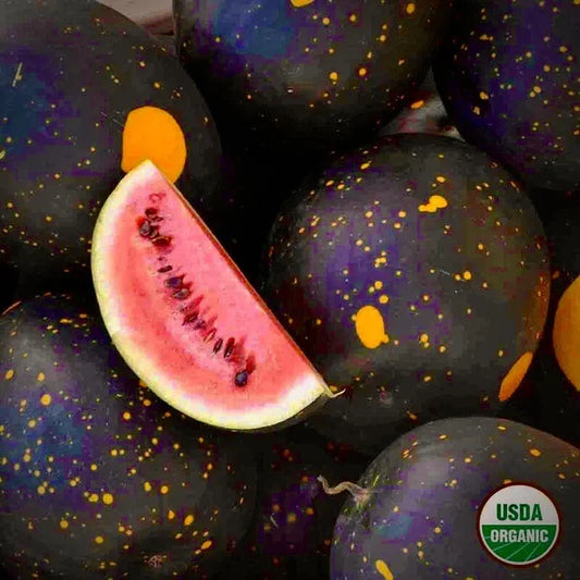 Moon and Stars Red Cherokee Watermelon Seeds - Non-GMO, Heirloom, Citrullus lanatus, Pack of 20