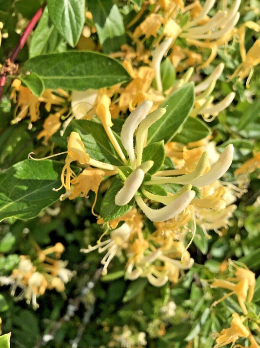 Honeysuckle Live Vines Starter Plants – 7 Yellow & White Fragrant Lonicera spp. Climbing Vines with Roots