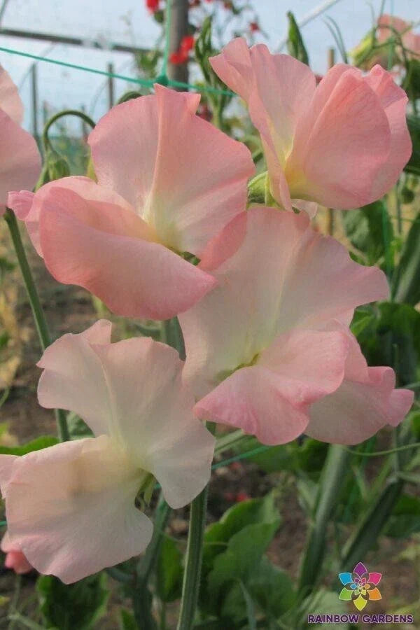 Sweet Pea Seeds - Gilly Norah Heirloom Variety - Fragrant Pink & Purple Blooms - Lathyrus odoratus Seed Packet