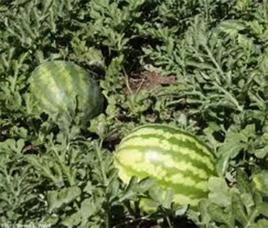 Kleckley's Sweet Watermelon Seeds - Heirloom Citrullus lanatus, 100 Seeds, Large & Juicy, Super Sweet, Vining, Non-GMO