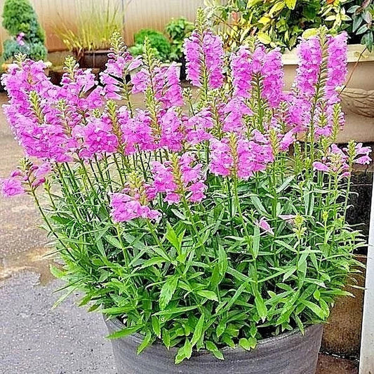 Obedient Plant Seeds - 50+ Physostegia virginiana Wildflower, Deer Resistant, Easy to Grow, Native Perennial for Gardens & Containers