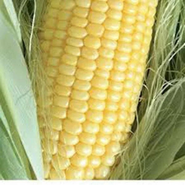 Golden Bantam Sweet Corn Seeds – Heirloom Non-GMO Zea mays, 50+ Seeds for Home Garden, Sweet Golden Kernels, Easy to Grow