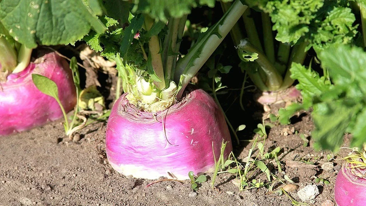 American Purple Top Rutabaga Seeds | Non-GMO Brassica napus Swedish Turnip Variety for Gardening