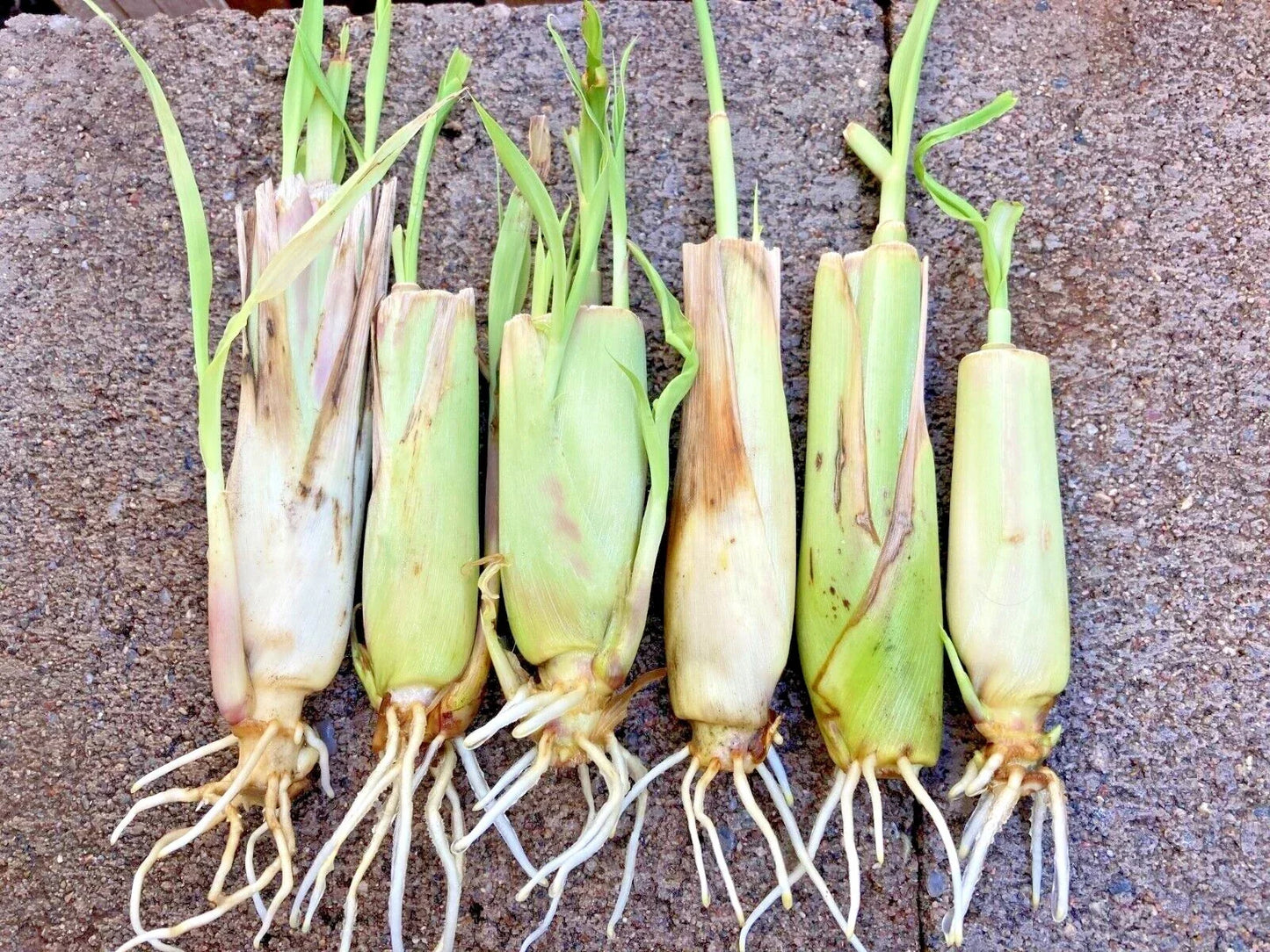 Rooted Lemongrass Stalks – 5-25 Cymbopogon citratus Fresh, Fast-Growing Culinary Herb for Garden or Pots