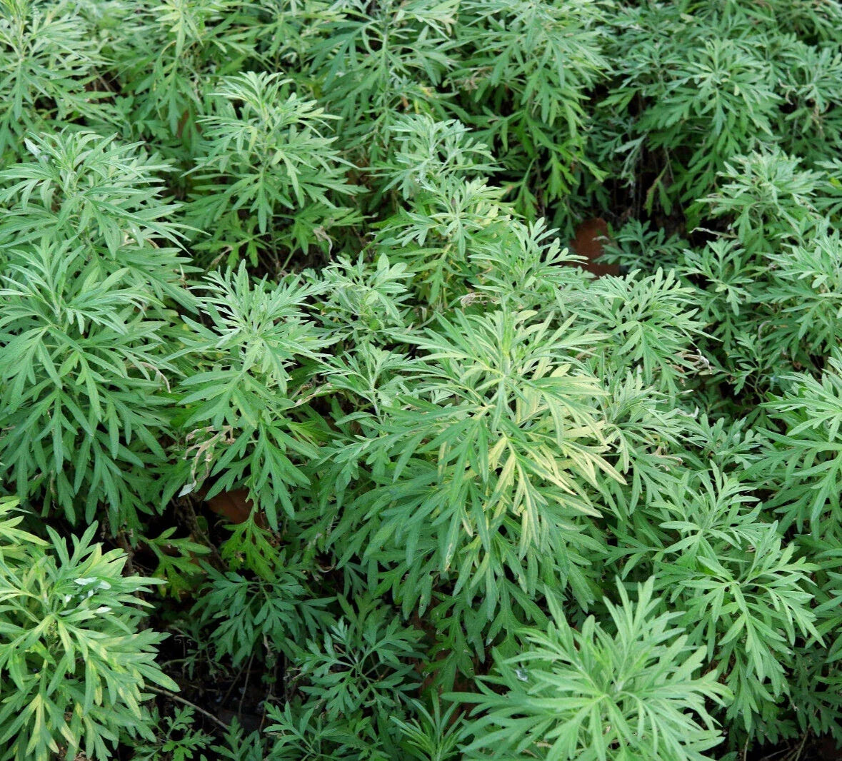 Sweet Wormwood Herb Seeds - 1000+ Artemisia annua for Herbal Remedies, Tea, and Garden Pollinators