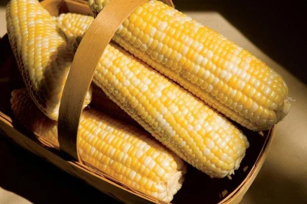 Sweet Corn Seeds Pack of 50 - Temptress Variety - Non-GMO Zea mays for Home Garden, Fresh Eating & Canning