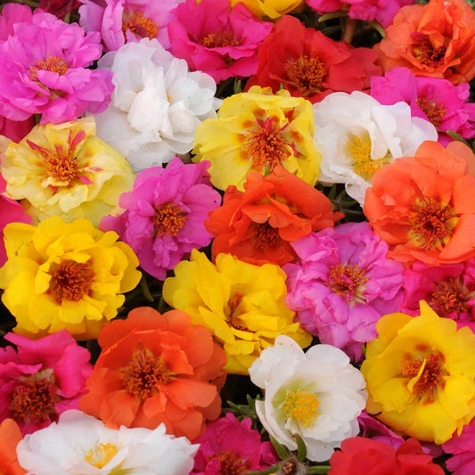 Moss Rose Seeds - 100 Bright Double Mix Perennial Flower Seeds - Portulaca grandiflora - Drought Tolerant, Full Sun, Easy to Grow