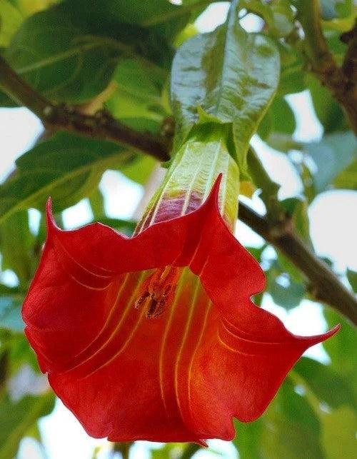 Red Angel Trumpet Seeds - Fragrant Brugmansia spp. - Trumpet-Shaped Flowers for Garden, Borders & Containers - 10 Pack