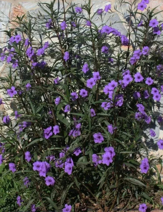 Mexican Petunia Plants - 3 Bare Root Live Plants - Purple Ruellia Tuberosa - Exotic Flowering Perennial for Garden, Borders, Containers