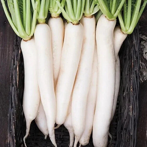 Miyashige Daikon White Japanese Radish Seeds | Heirloom, Non-GMO, Raphanus sativus | Crisp, Versatile Vegetable Seed Packet