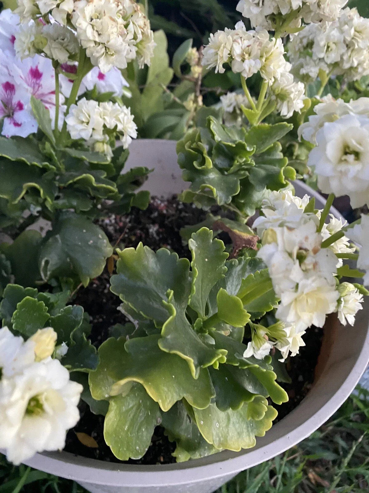 Succulent Cuttings Set of 3 White Kalanchoe Blossfeldiana for Planting and Propagation - Easy Care Indoor Garden