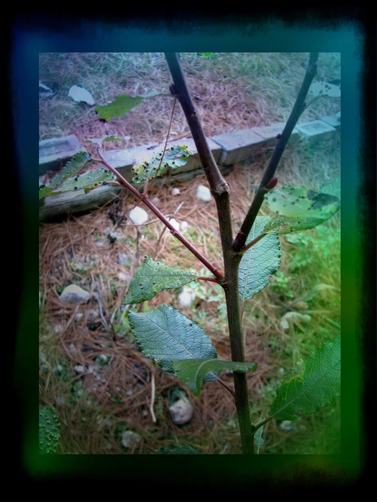 Pussy Willow Cuttings 5-7 in | Salix discolor | 25 High-Quality Cuttings for Propagation | No Roots