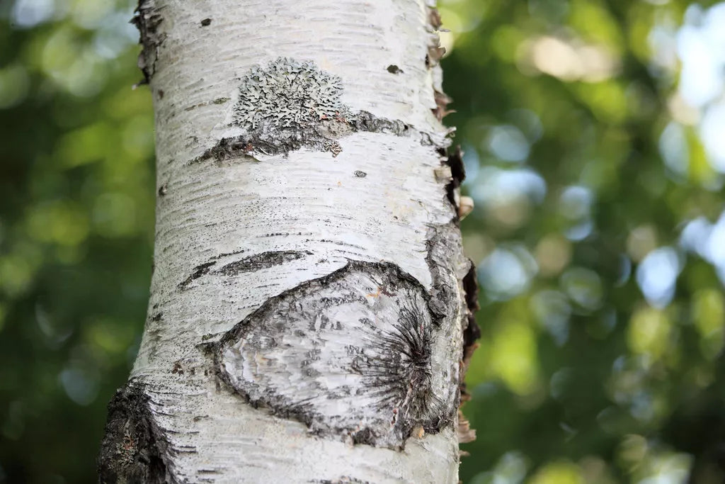 Japanese White Birch Seeds - Betula platyphylla Japonica - Ornamental Tree for Landscaping & Garden Projects - Pack of 100