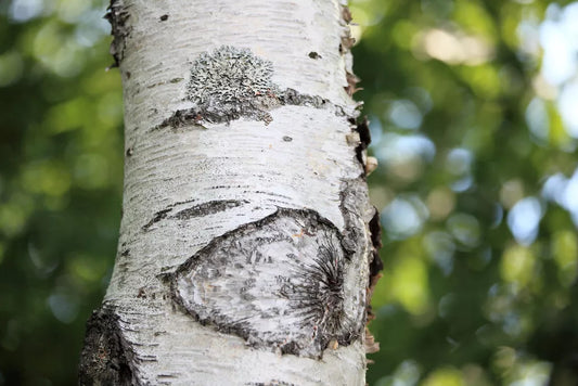 Japanese White Birch Seeds - Betula platyphylla Japonica - Ornamental Tree for Landscaping & Garden Projects - Pack of 100