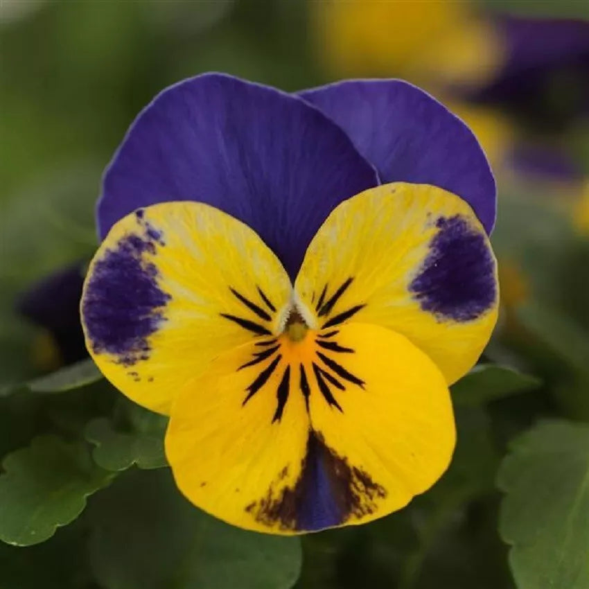 Viola Seeds - 50 Pack - Yellow and Blue Viola x wittrockiana - Bright Colorful Garden Flowers for Borders & Containers