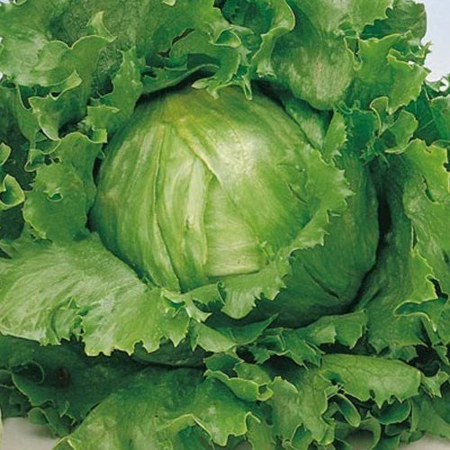 Great Lakes 659 Lettuce Seeds - Non-GMO Lactuca sativa for Home Gardening, Salad, Indoor & Outdoor Cultivation