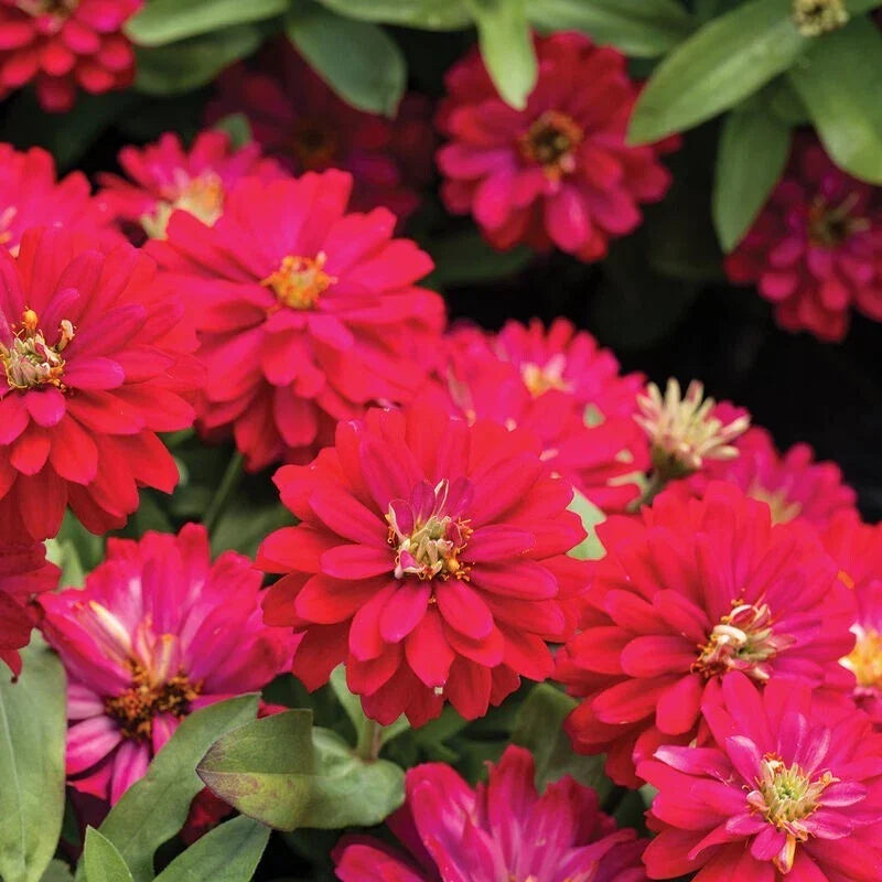 Double Zahara Cherry Zinnia Seeds - Pack of 100+ | Vibrant Red Blooms | Zinnia elegans for Garden, Cut Flowers & Pollinator Attraction