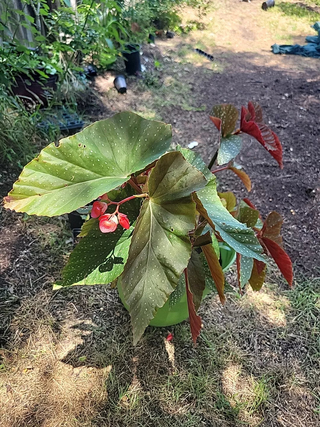 Torch Pink Angel Wing Begonia Live Plant – Compact 6-8" Foliage, Indoor/Outdoor, Begonia maculata 'Torch Pink'