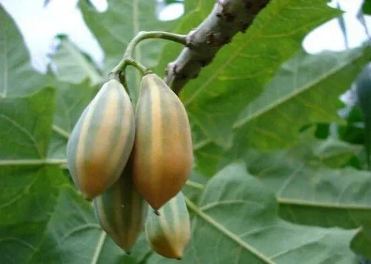 Oak Leaved Papaya Seeds - 25+ Tropical Fruit Planting Seeds - Carica papaya - Fast Shipping USA
