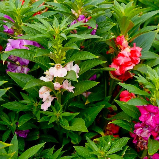 Impatiens Seeds Bush Mixed - 50 Seeds - Colorful Annuals for Shade Gardens - Impatiens walleriana