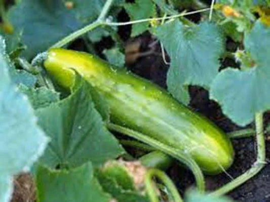 Heirloom Cucumber Seeds Pack - Non-GMO Cucumis sativus for Home Garden, Salad & Pickling, 25+ Seeds