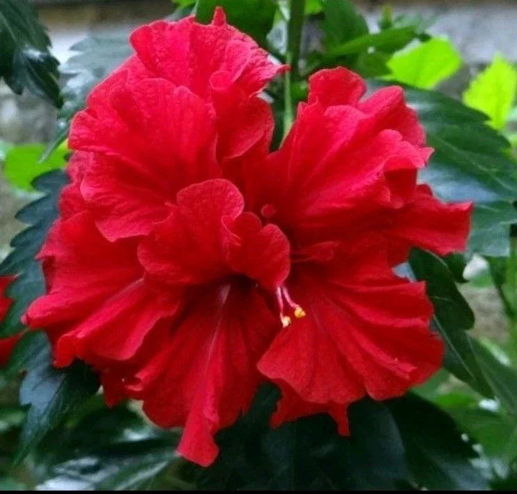 Double Red Hibiscus Live Starter Plants – 5-7 Inches Tall – Hibiscus rosa-sinensis – Vibrant Tropical Flowering Bushes for Garden & Container