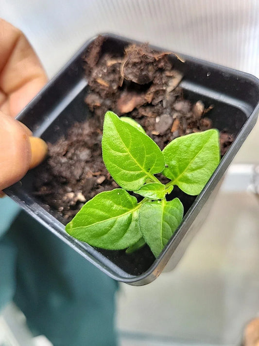 Live Organic Tabasco Pepper Plant - 4-Inch Pot, Capsicum frutescens, Bright Red Peppers, Indoor/Outdoor Garden, Spice & Culinary