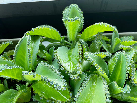 Kalanchoe Daigremontiana Potted Succulent Plant - Mother of Thousands, Easy Care Indoor Houseplant, Drought-Tolerant, Pet-Friendly