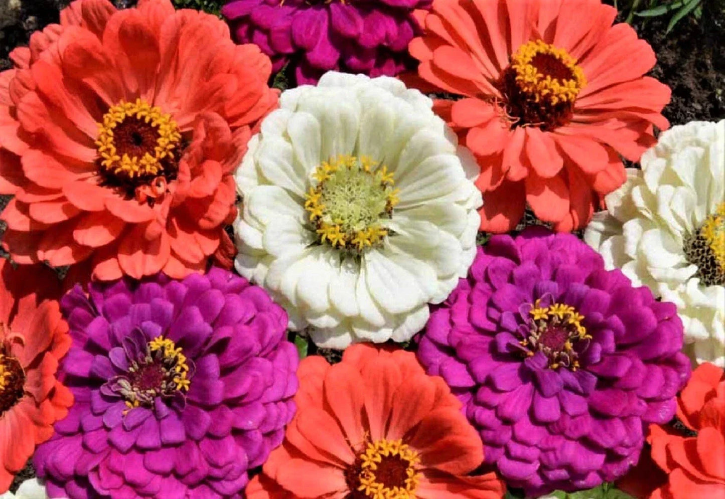 Zinnia Seeds Mix - Under the Sea Variety - Colorful Annuals for Gardens - Zinnia elegans - 100+ Seeds