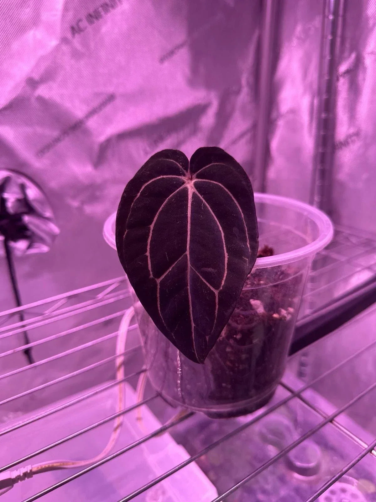 Anthurium Carlablackiae Live Plant Leaf Cutting – Rare Tropical Houseplant with Unique Dark Foliage, Indoor Decor, Aroid