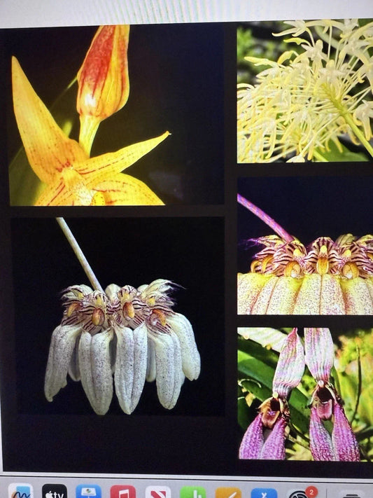 Orchid Plant Bulbs 2 Small Rooted Bulbophyllum spp. Unique Flowering Orchid Bulbs for Collection