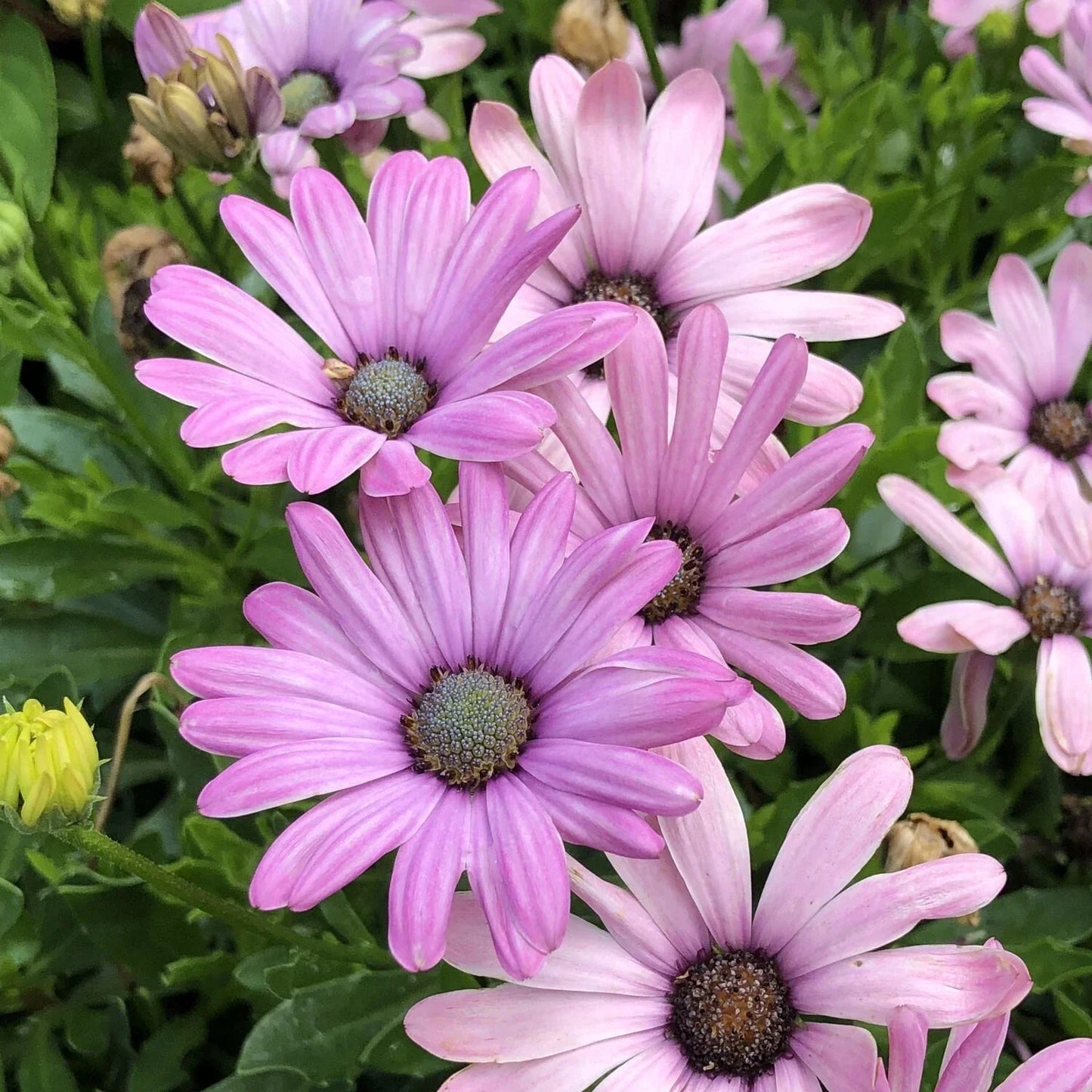 Light Purple Cape Daisy Seeds - Osteospermum ecklonis - 200+ Non-GMO Garden Flower Seeds for Borders, Containers, Pollinator Attracting Plants