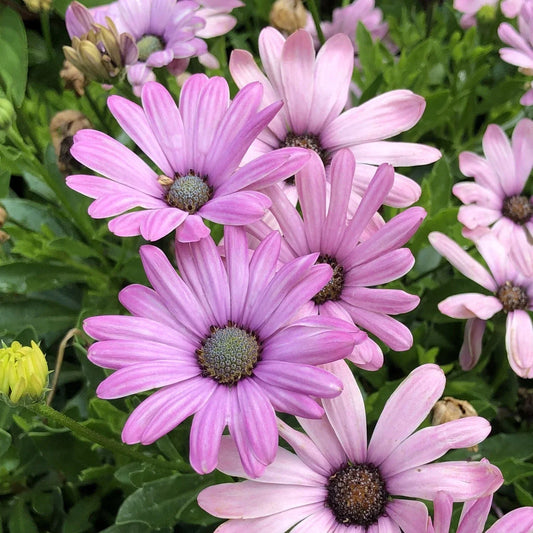 Light Purple Cape Daisy Seeds - Osteospermum ecklonis - 200+ Non-GMO Garden Flower Seeds for Borders, Containers, Pollinator Attracting Plants