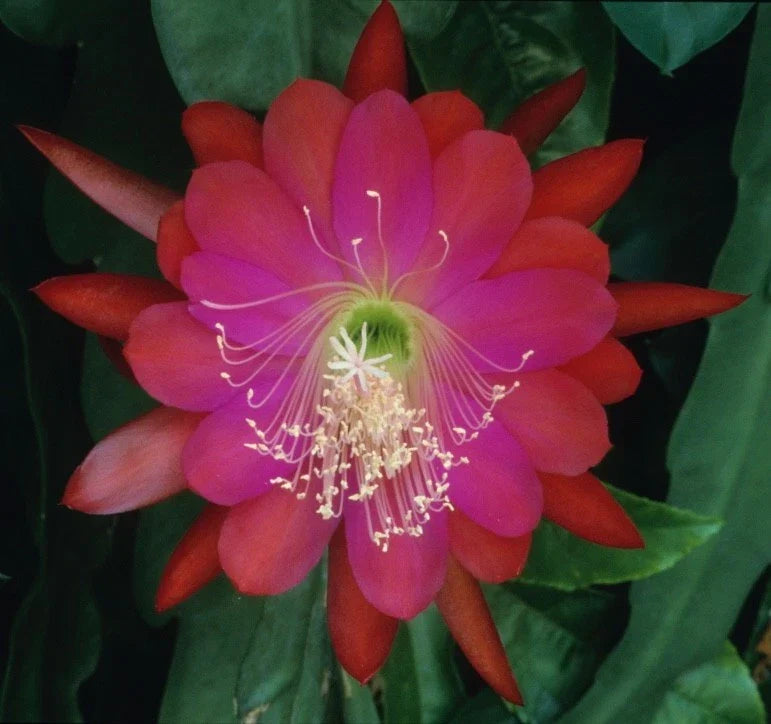 Epiphyllum Orchid Cactus Cuttings - DANTE Variety, Indoor Houseplant, Exotic Blooming Plant, Epiphyllum oxypetalum