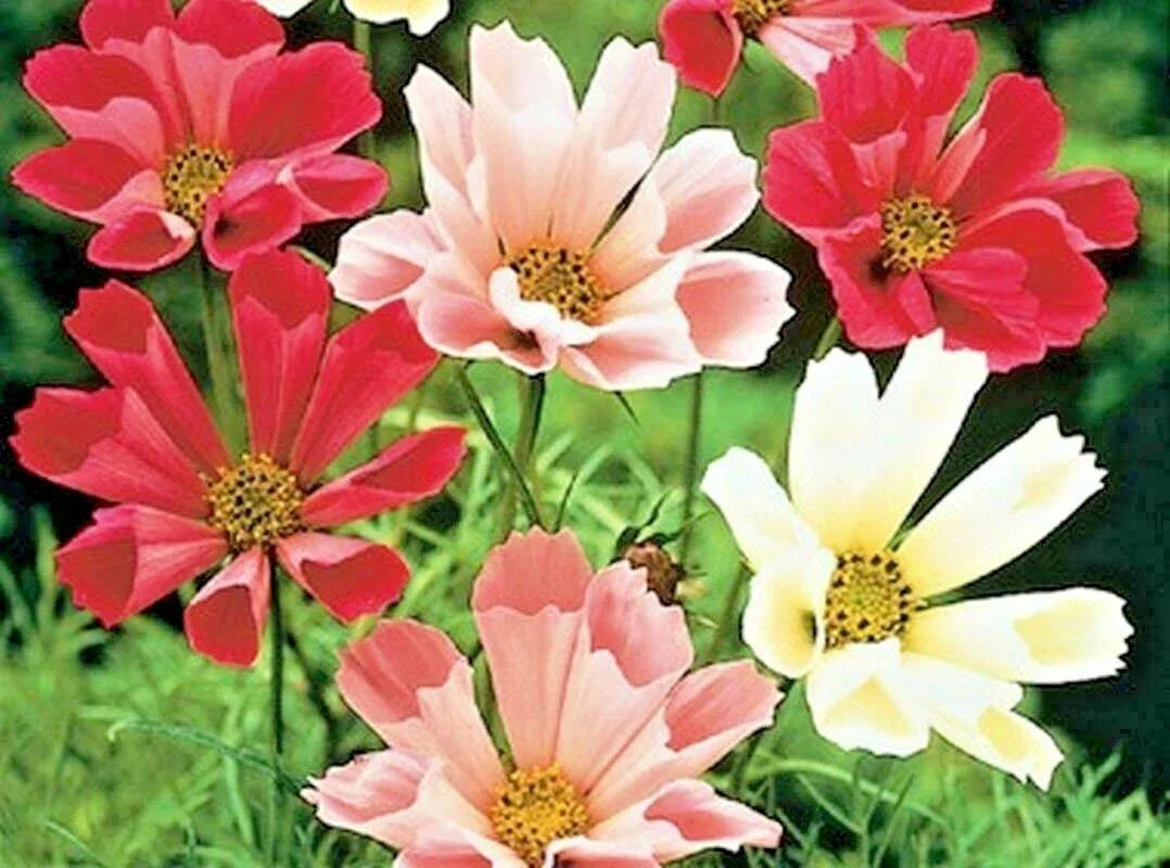 Cosmos Seeds Mix 300+ Seeds Wildflower Drought Tolerant Pollinator Attracting Cosmos bipinnatus