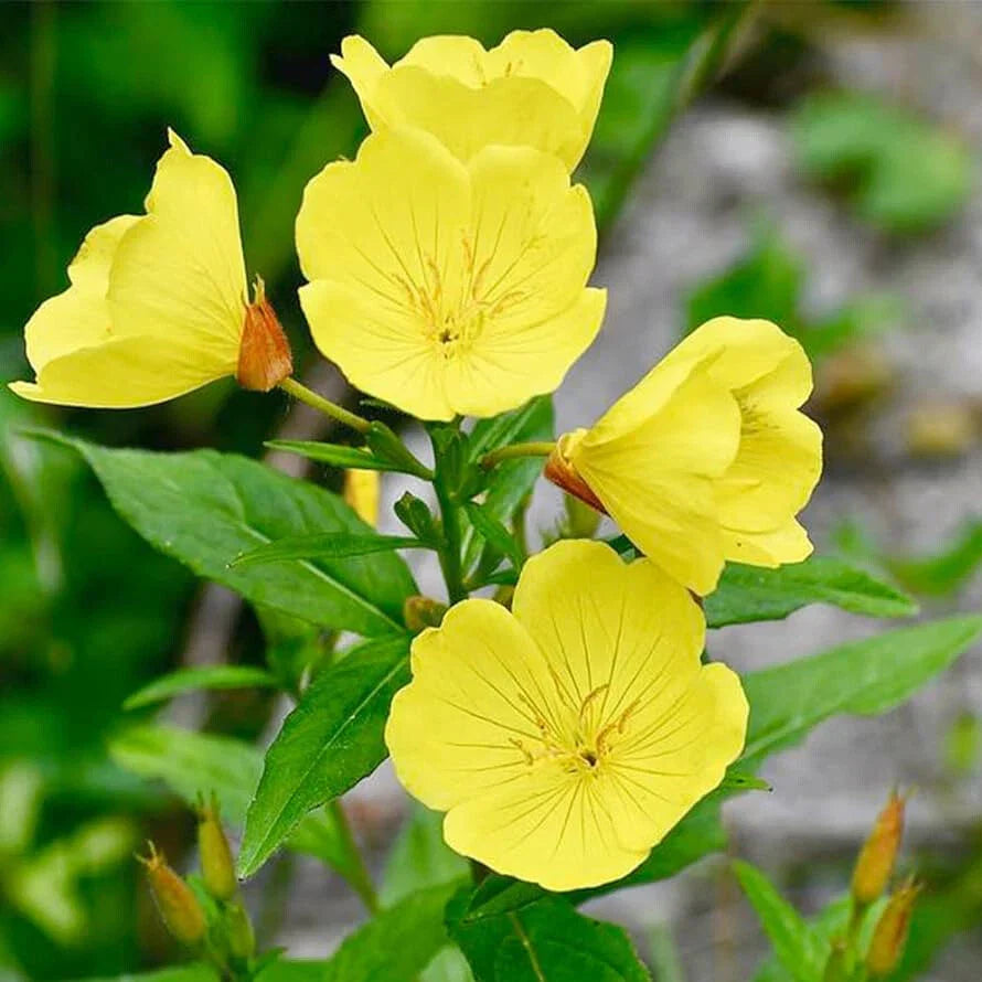 Yellow Evening Primrose Seeds | 500-10,000 Non-GMO Oenothera biennis for Wildflower Gardens, Borders & Pollinator Attracting