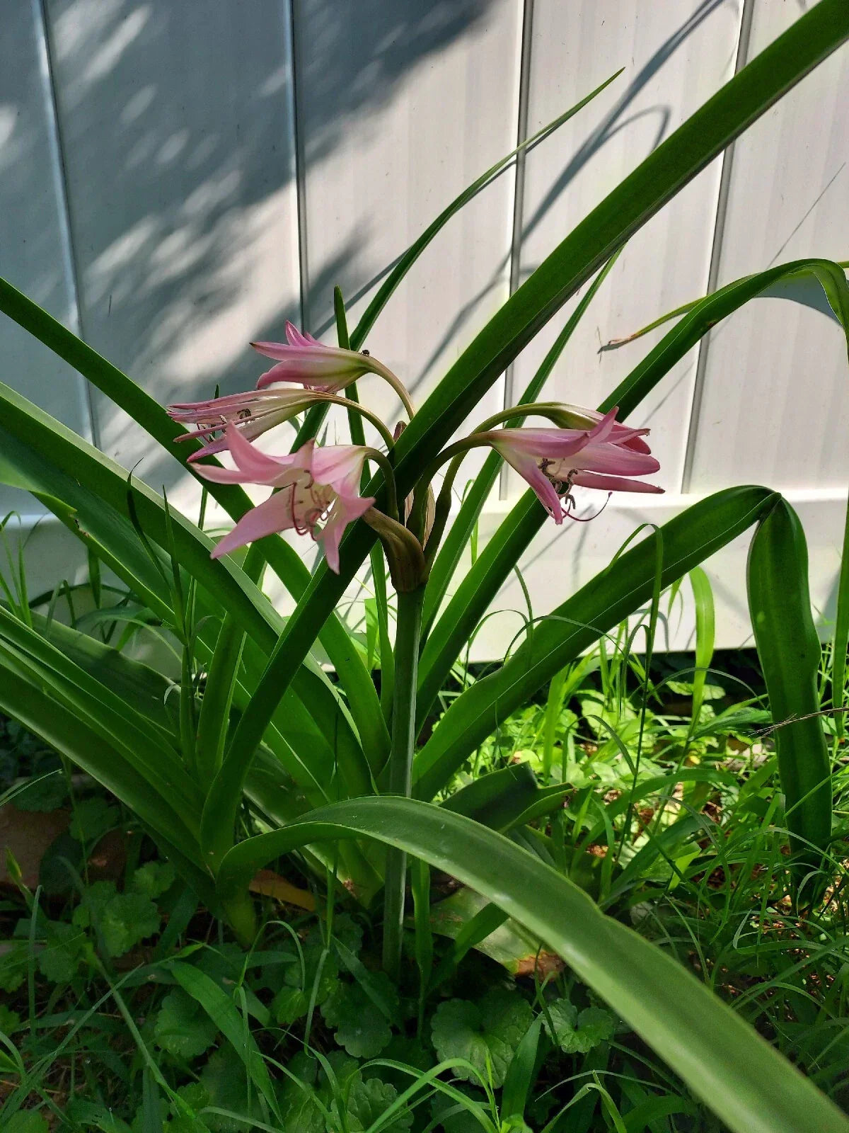 Crinum Rosea Cape Lily Bulb - Large Pink Flowering Plant - Healthy Single Bulb - Crinum rosea Tropical Garden Flower