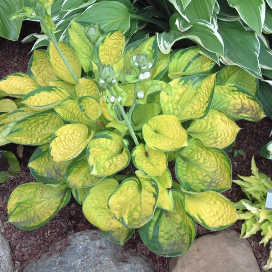 Hosta Plant in 5.25" Pot – Rainforest Sunrise Perennial for Shade – Hostaceae – Variegated Foliage, Low Light Garden, Container Plant