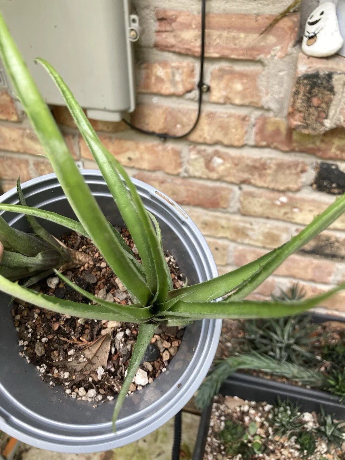 Aechmea Recurvata Bromeliad Rooted Cutting | Tropical Indoor/Outdoor Plant | Unique Foliage | Air Purifying Houseplant