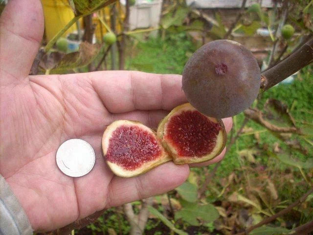 Fig Tree Cuttings 6 Pack Col de Dame Grise Ficus carica Hardy Fruit Tree for Garden or Pot