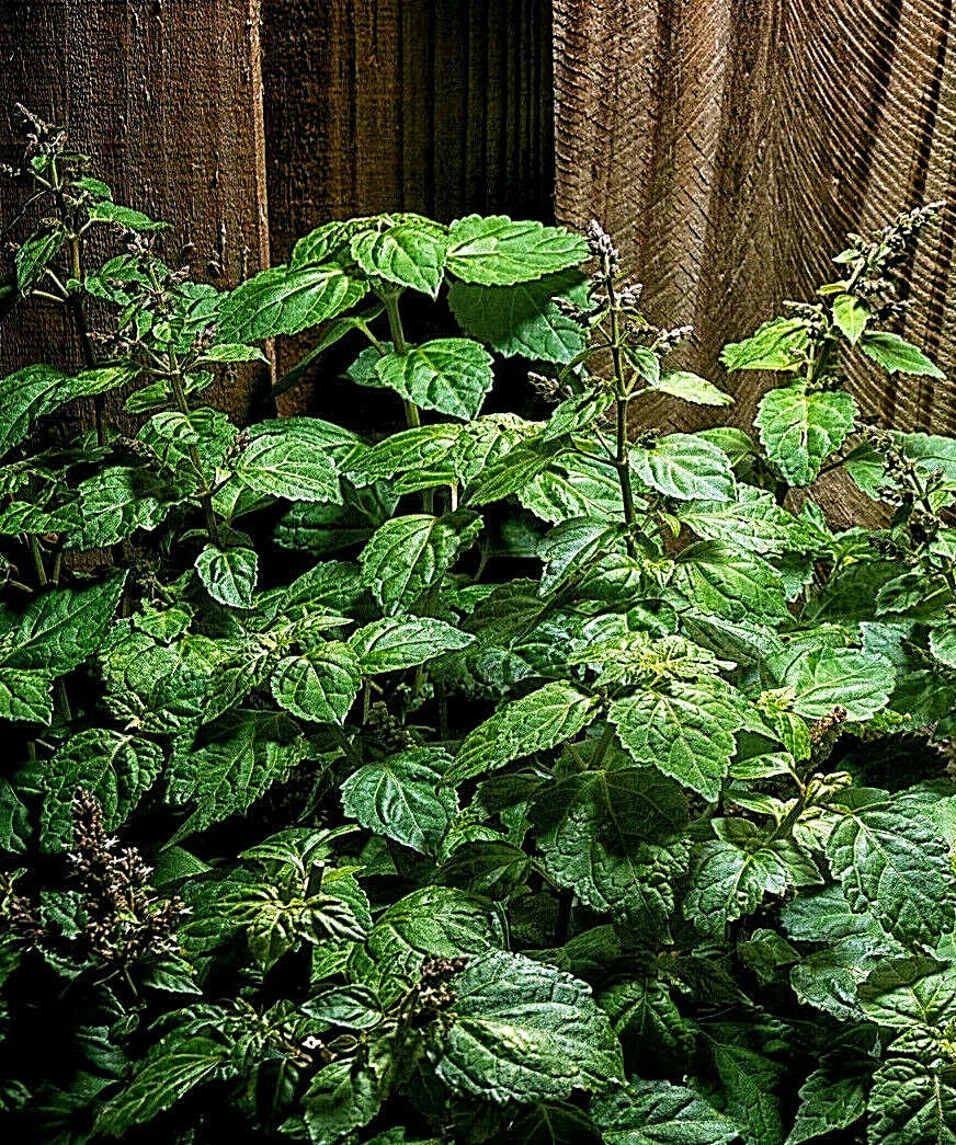 Patchouli Seeds - 30+ Pogostemon cablin Herb for Fragrance Oil & Aromatic Gardens