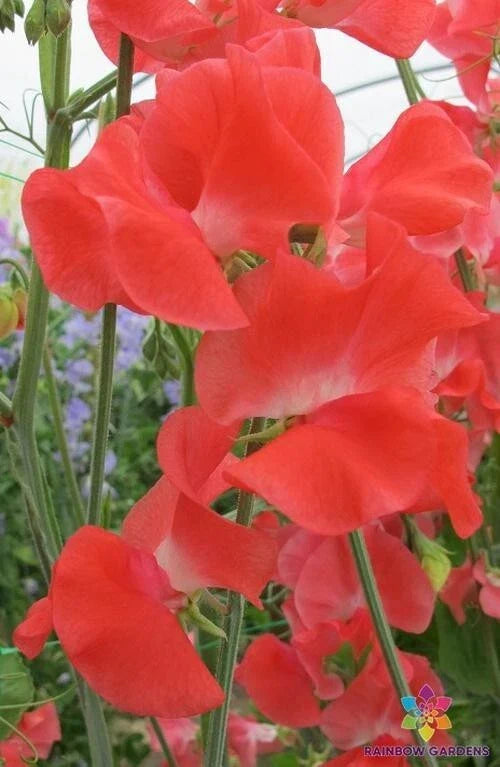 Edith Flanagan Sweet Pea Seeds - 50+ Pack, Fragrant Climbing Vine, Lathyrus odoratus, Heirloom Garden Seeds for Pollinators
