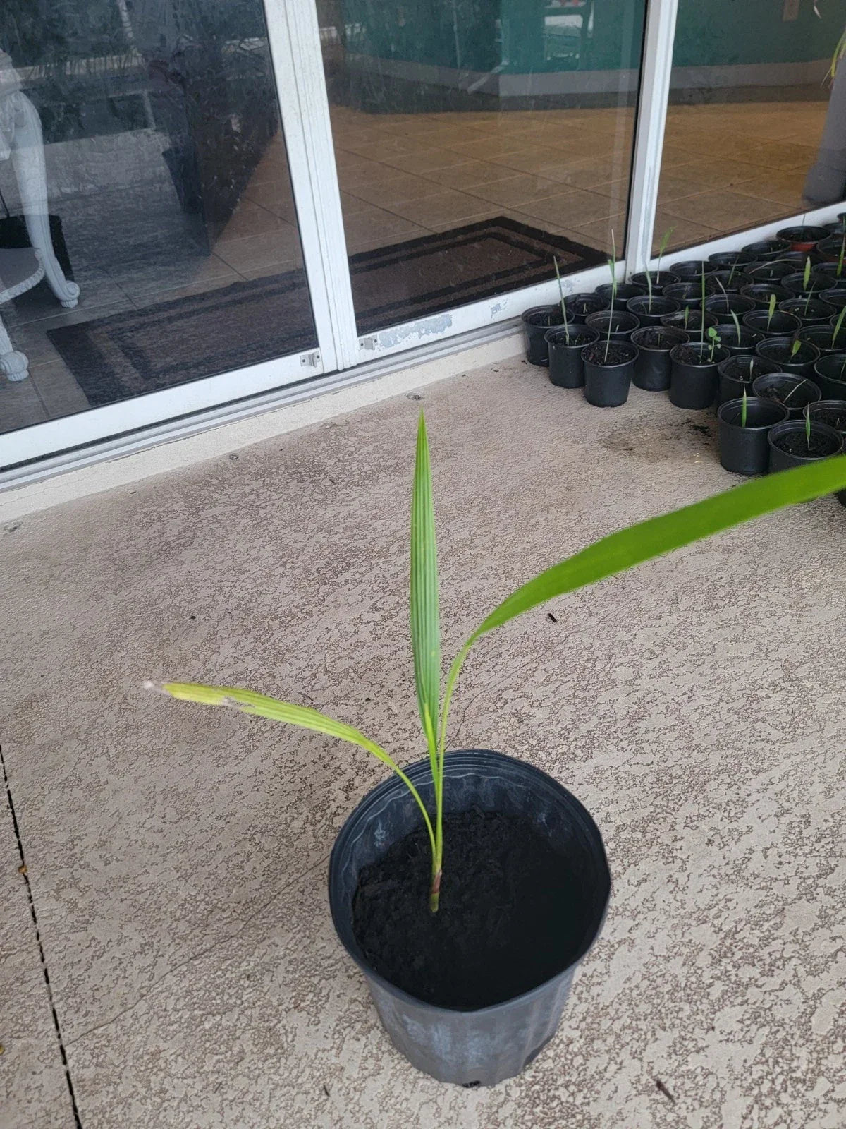 Cuban Royal Palm Tree Live Plant 22 in Bare Root Roystonea regia Tropical Indoor Outdoor Garden Decor